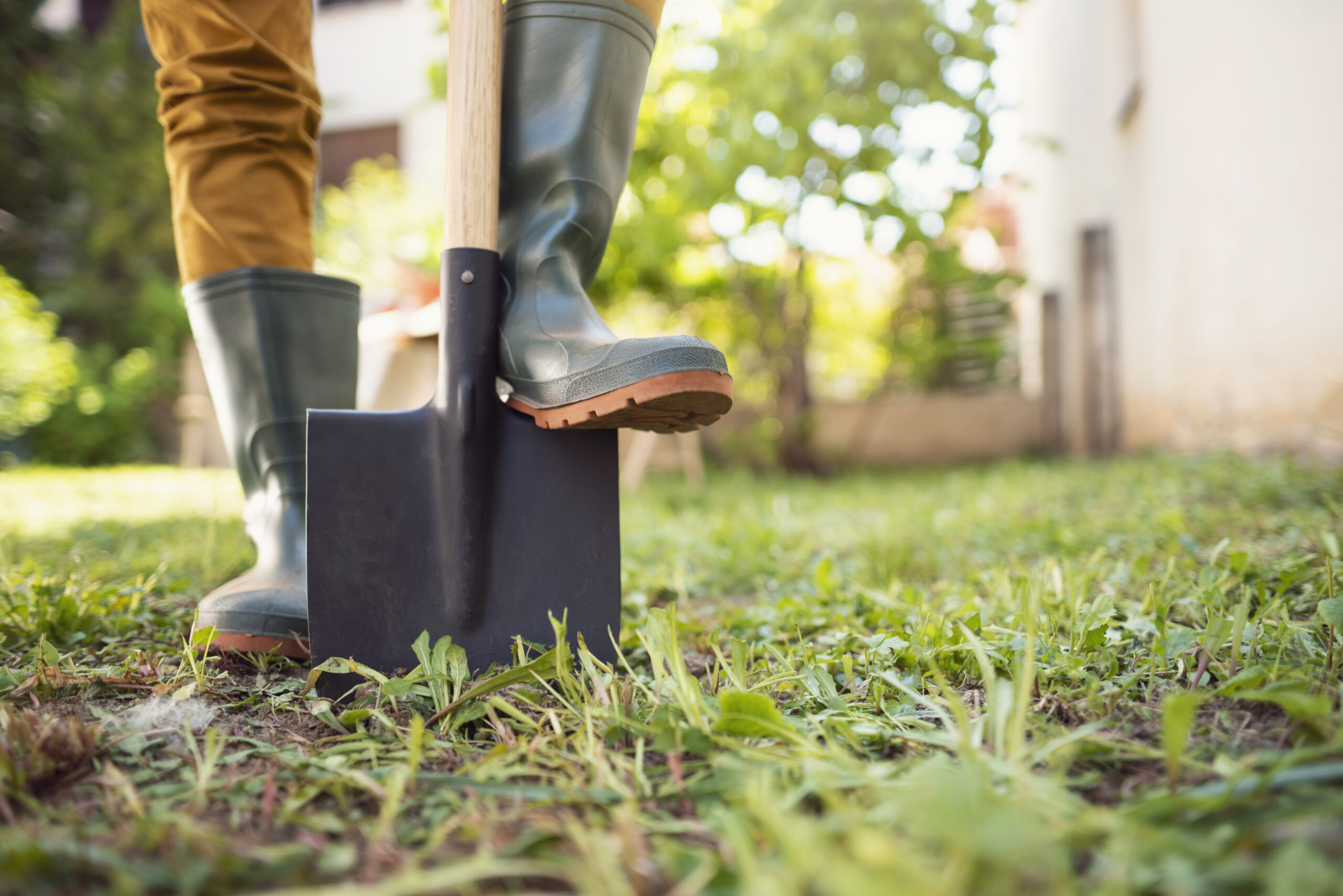 GO GREEN, PLANT A TREE CAMPAIGN - Essex Powerlines